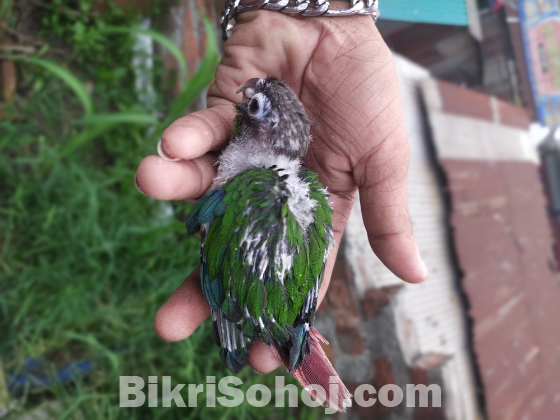 Greenchik Conure baby